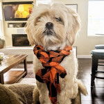 Un Cock-A-Tzu avec une écharpe se tenant sur le bord d’un canapé