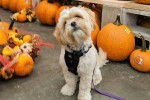 Un Cock-A-Tzu portant un harnais et assis sur au sol dans un environnement rempli de citrouilles