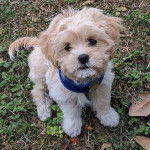 Un Cock-A-Tzu portant un harnais et assis sur l'herbe