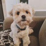 Un Cock-A-Tzu portant un collier et assis sur un canapé brun