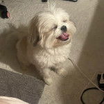 Un Cock-A-Tzu au pelage blanc,assis sur un tapis et tirant langue 