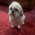 Un Cock-A-Tzu au pelage blanc, assis sur un tapis rouge