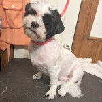 Un Cock-A-Tzu au pelage bicolore noir et blanc, assis sur un coussin et qui est tenu en laisse