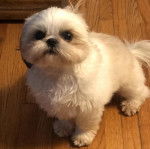 Un Cock-A-Tzu au pelage blanc, assis sur un plancher en bois et regardant la caméra