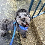 Un Cock-A-Tzu au pelage bicolore, tenu en laisse et regardant la caméra de haut