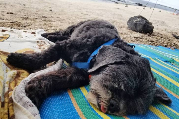 Un Cock-A-Tzu dormant paisiblement sur une natte au bord d'une plage