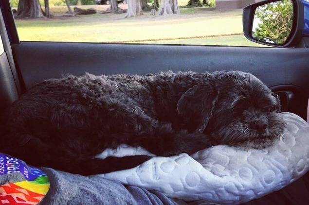 Un Cock-A-Tzu dormant paisiblement sur un coussin blanc à l’intérieur d’une voiture