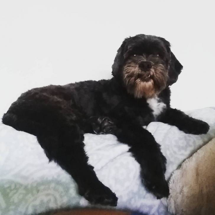 Un Cock-A-Tzu allongé confortablement sur un lit ou un canapé avec une couverture