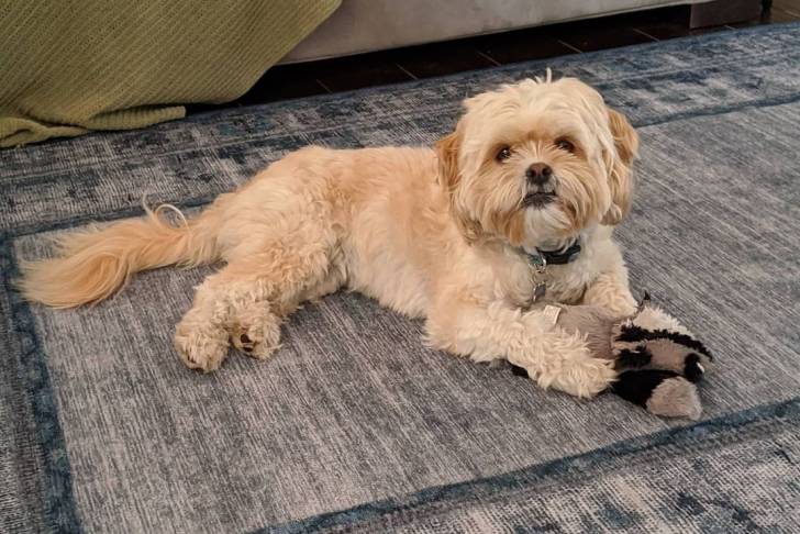 Un Cock-A-Tzu allongé sur un tapis gris avec un jouet en peluche à côté de lui
