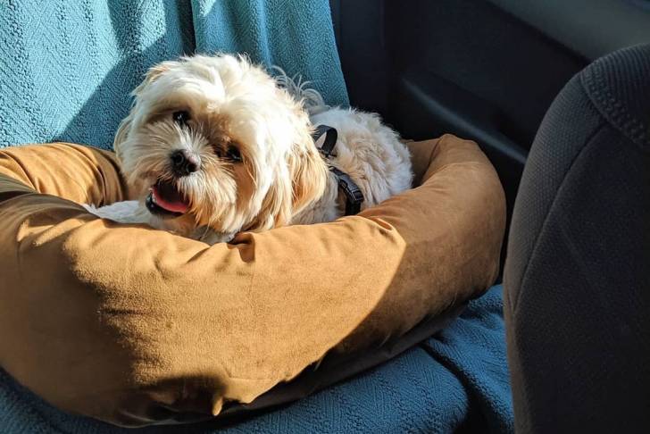 Un Cock-A-Tzu allongé dans un lit de chien dans le siège arrière d'une voiture