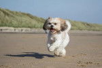 Un Cock-A-Tzu courant joyeusement sur une plage de sable