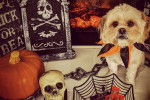 Un Cock-A-Tzu assis devant une cheminée dans un décor Halloween