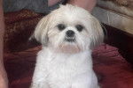 Un Cock-A-Tzu au pelage blanc, regardant la caméra