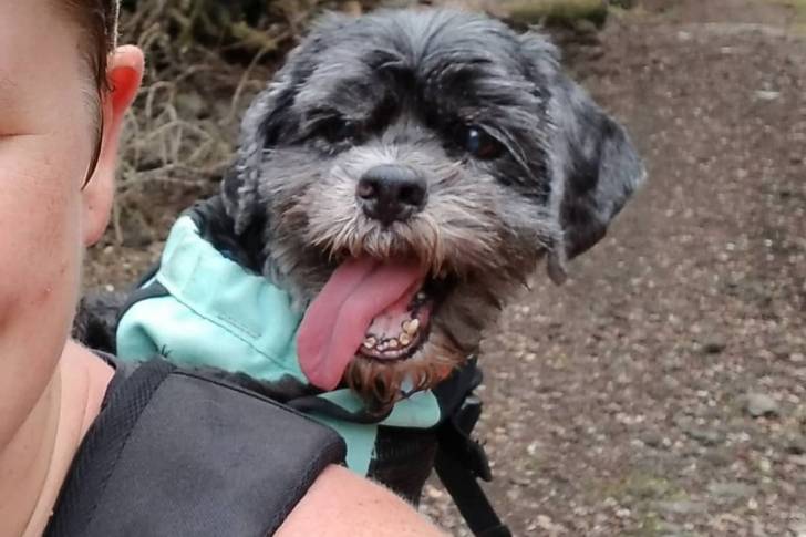 Photo d'un Cock-A-Tzu porté au dos par une personne dans une zone boisée