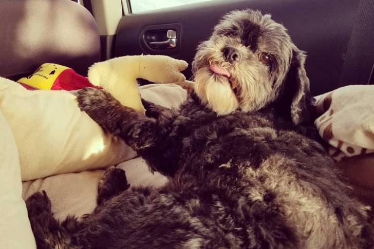 Un Cock-A-Tzu se reposant sur des coussins dans une voiture