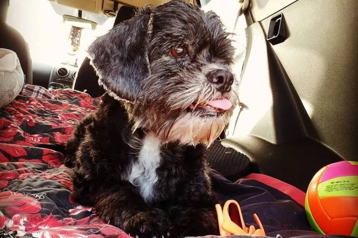 Un Cock-A-Tzu assis à l’arrière d’une voiture