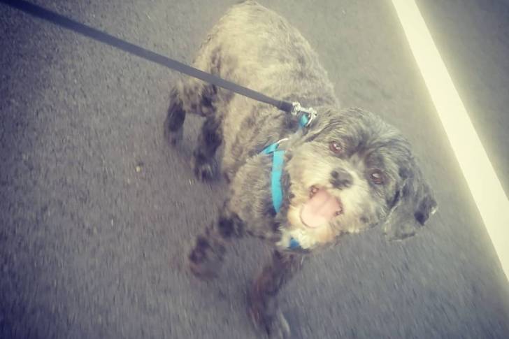 Un Cock-A-Tzu en laisse sur un trottoir