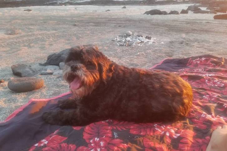 Un Cock-A-Tzu allongé sur une couverture avec un motif floral sur une plage au coucher du soleil