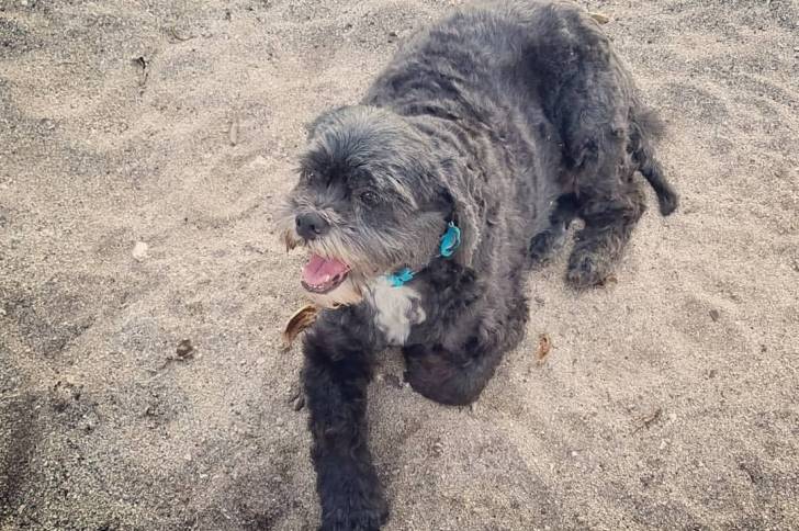 Un Cock-A-Tzu portant un collier et couché sur le sable