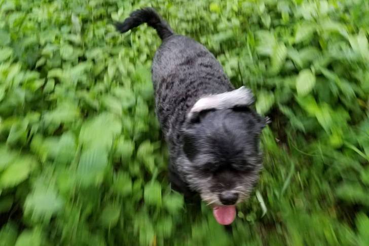Un Cock-A-Tzu se déplacant à travers un champ de verdure