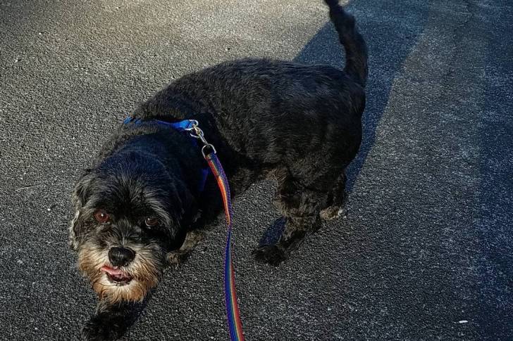 Un Cock-A-Tzu avec une laisse et se tenant sur une surface pavée