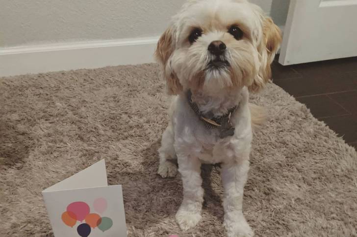 Un Cock-A-Tzu entouré de jouets pour chiens et d’une carte de vœux sur un tapis