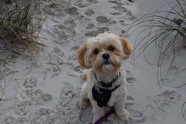 Un Cock-A-Tzu portant un harnais et assis sur une plage de sable avec des traces de pas