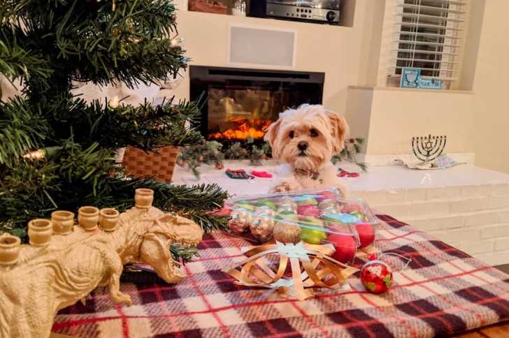 Un Cock-A-Tzu assis sur le sol dans un salon avec des décorations de Noel