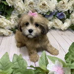 Un Lhatese assis sur un plancher en bois, et portant un noeud de couleur rose sur la tête