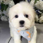 Un Lhatese au pelage blanc, portant un foulard autour du cou et regardant la caméra