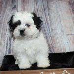 Un Lhatese au pelage bicolore noir blanc, regardant la caméra 