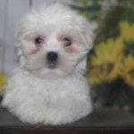 Un Lhatese au pelage blanc, allongé sur une planche en bois et regardant la caméra