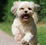 Un Lhatese au pelage blanc, regardant la caméra et ayant la gueule ouverte