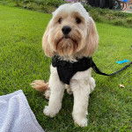 Un Lhatese assis sur un espace gazonné, portant un harnais noir et qui est tenu en laisse