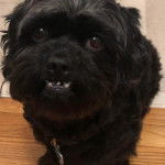 Un Lhatese au pelage noir, assis sur un plancher en bois, portant un collier au cou et ayant la gueule légèrement ouverte