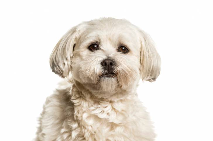 Un Lhatese au pelage blanc, sur un fond blanc