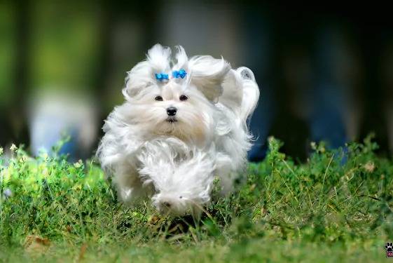 Plan large d'une Lhatese au pelage blanc, courant dans un champ d'herbe verte