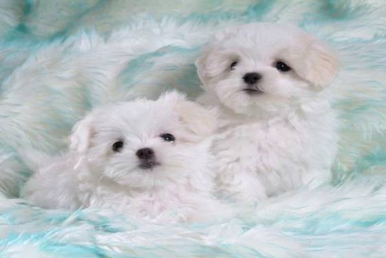 Deux Lhatese à la robe blanche allongé dans  un panier pour chien et regardant vers la caméra