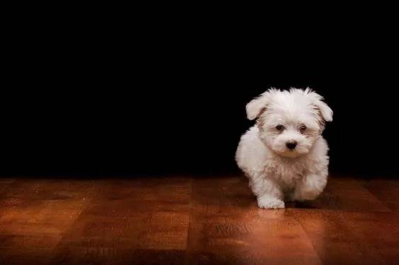 Un Lhatese marchant sur un plancher