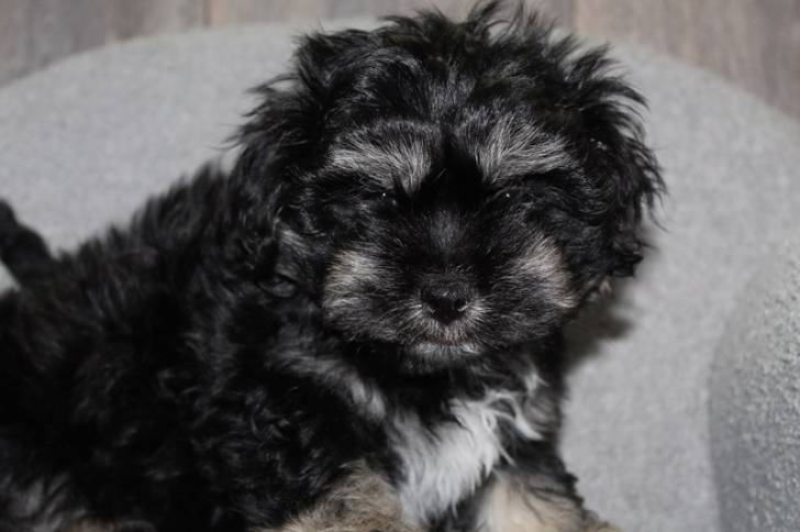 Un Lhatese au pelage bicolore, assis sur un fauteuil et regardant vers la caméra 