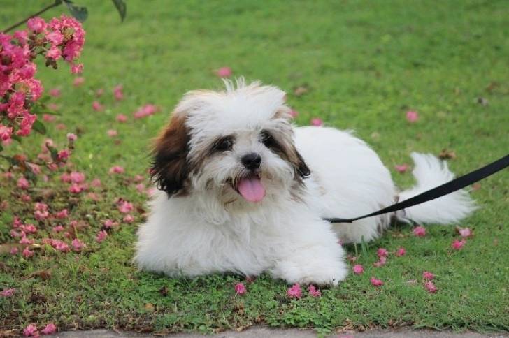 Un Lhatese allongé dans un jardin et qui est tenu en laisse