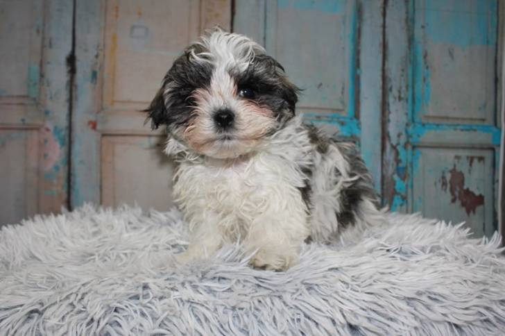 Un Lhatese au pelage bicolore, assis devant une porte et regardant  la caméra 