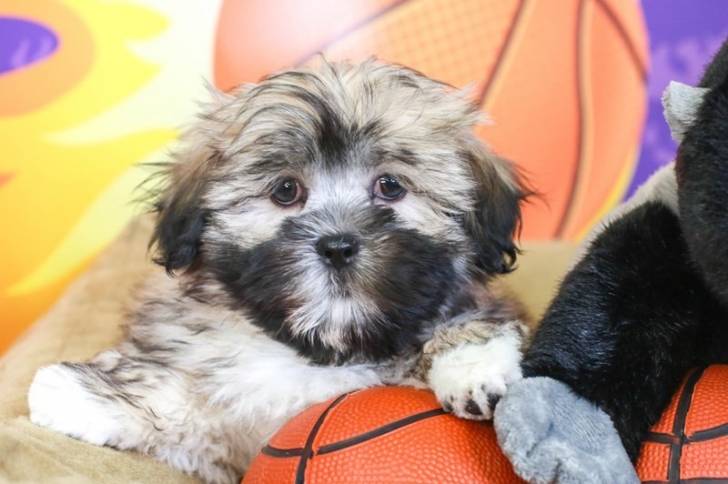 Un Lhatese au pelage bicolore, tenant dans une patte une balle de basket et regardant la caméra