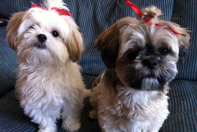 Deux Lhatese aux pelages bicolores, assis sur canapé et regardant la caméra