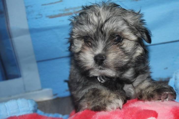 Un Lhatese au pelage bicolore, ayant ses pattes avant posées sur une peluche