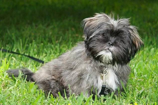 Un Lhatese au pelage bicolore, assis sur une surface herbacée et qui est tenu en laisse