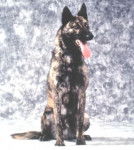 Berger Hollandais - Berger Hollandais