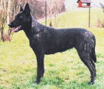 Berger Hollandais - Berger Hollandais