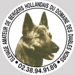 BERGER HOLLANDAIS POIL COURT - Berger Hollandais