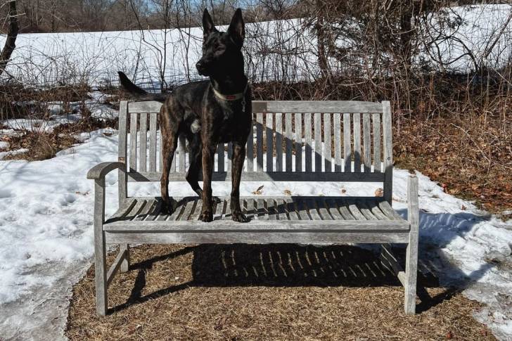 Un Berger Hollandais sur un banc en bois et portant un collier autour du cou